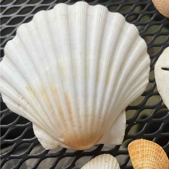 Assorted Seashell Collection Florida EastCoast Assorted Shells. 12 in all. - Picture 2 of 5